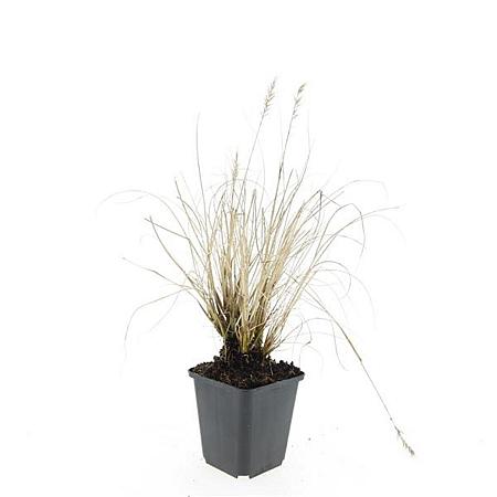 Pennisetum al. 'Hameln' Pot 9 cm