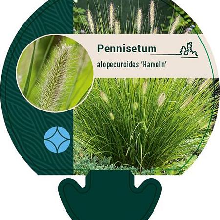 Pennisetum al. 'Hameln' Pot 9 cm