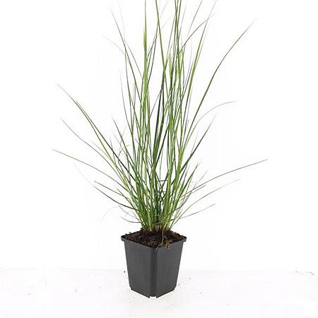 Pennisetum al. 'Hameln' Pot 9 cm