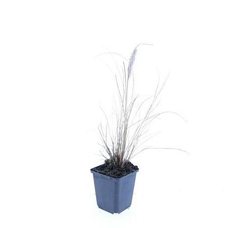 Pennisetum al. 'Hameln' Pot 9 cm