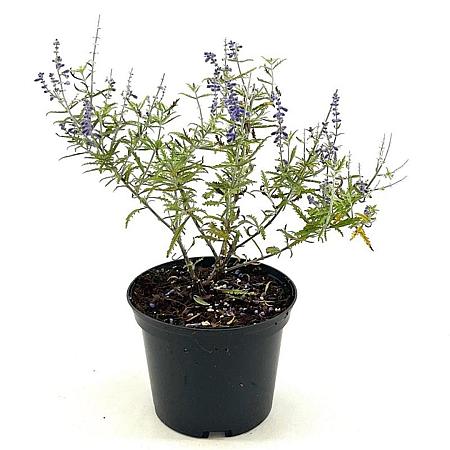 Perovskia atripl. Lacey Blue Pot 2 Liter30 - 40 cm