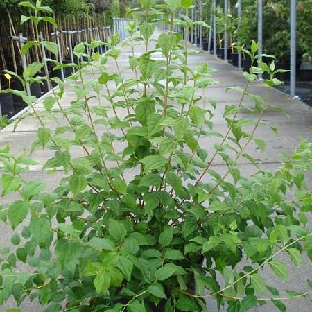 Philadelphus 'Belle Etoile' Pot 12 liter 80 - 100 cm