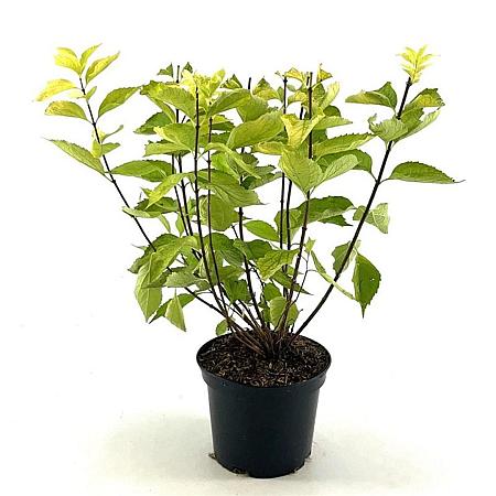 Philadelphus cor. 'Aureus' Pot 3 Liter 30 - 40 cm