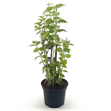 Philadelphus 'Minnesota Snowflake' Pot 3 Liter 40 - 50 cm