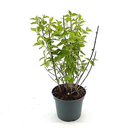 Philadelphus 'Virginal' Pot 3 Liter 30 - 40 cm
