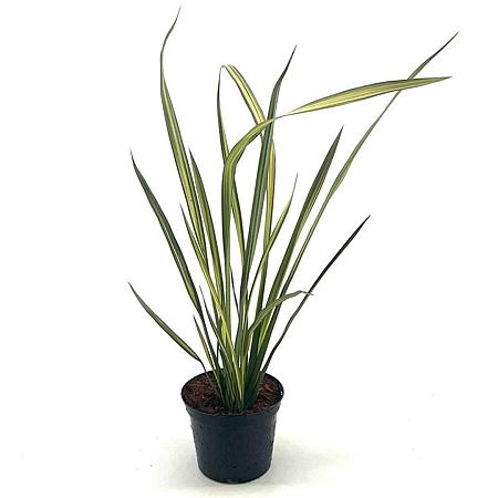 Phormium 'Apricot Queen' Pot 2 Liter30 - 40 cm