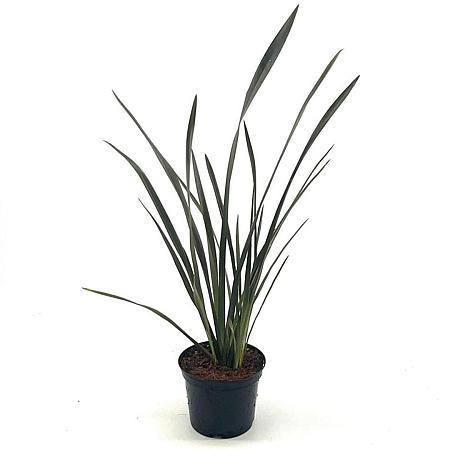 Phormium 'Bronze Baby' Pot 2 Liter30 - 40 cm