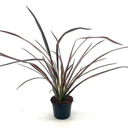 Phormium 'Evening Glow' Pot 2 Liter30 - 40 cm