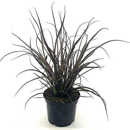 Phormium 'Jack Spratt' Pot 2 liter 25-30cm