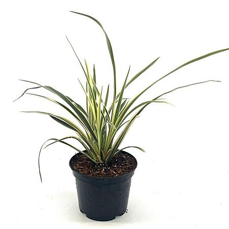 Phormium 'Jester' Pot 2 Liter30 - 40 cm