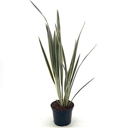 Phormium tenax Brown Sugar Pot 2 Liter30 - 40 cm