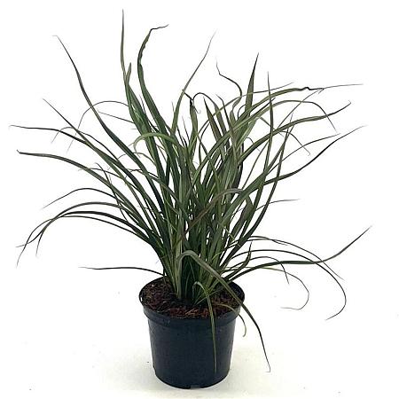 Phormium 'Tom Thumb' Pot 2 liter 25-30cm