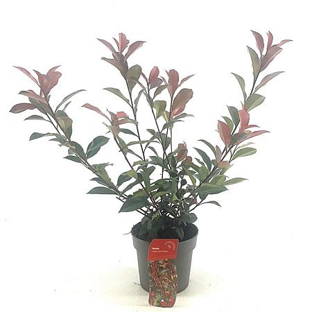 Photinia fraseri Carré Rouge Pot 2 Liter30 - 40 cm