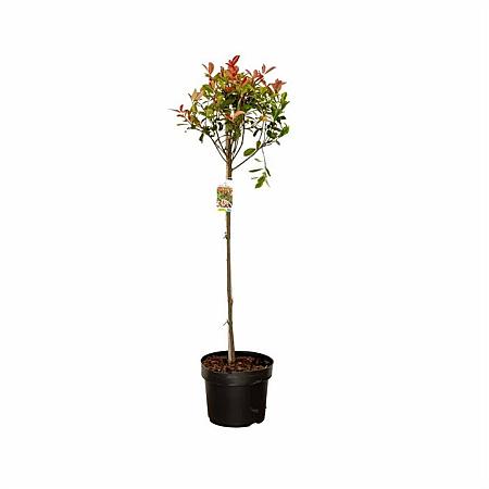 Photinia fraseri Carré Rouge Pot 10 liter Stam 80 cm