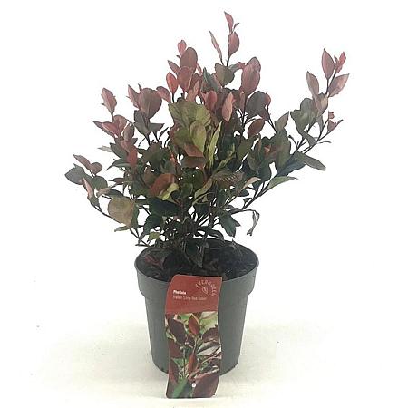 Photinia fraseri 'Little Red Robin' Pot 2 Liter30 - 40 cm