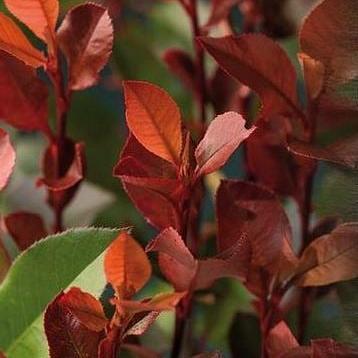 Photinia fraseri 'Little Red Robin' Pot 2 Liter30 - 40 cm