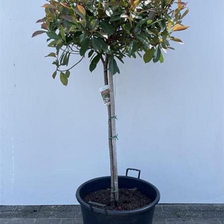 Photinia fraseri 'Red Robin' Pot 70 Liter Stam 80 cm