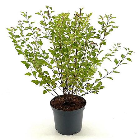 Physocarpus op. Raspberry Lemonade Pot 3 Liter 30 - 40 cm
