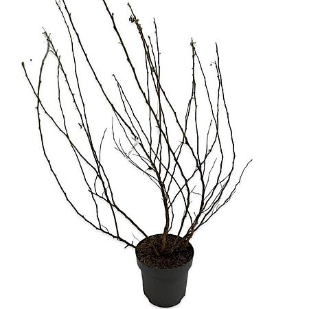 Physocarpus opulif. 'Dart's Gold' Pot 12 liter 80 - 100 cm