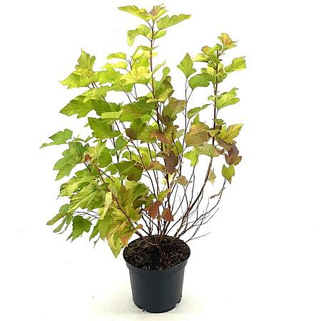 Physocarpus opulif. 'Dart's Gold' Pot 3 Liter 30 - 40 cm