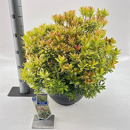 Pieris jap. Little Goldy Pot 7,5 Liter 30 - 40 cm