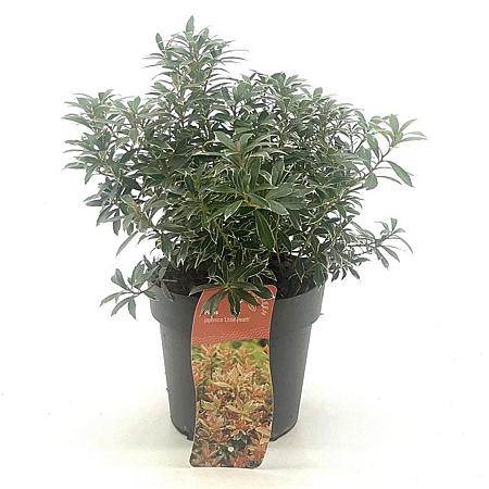Pieris jap. 'Little Heath' Pot 2 Liter 20 - 30 cm