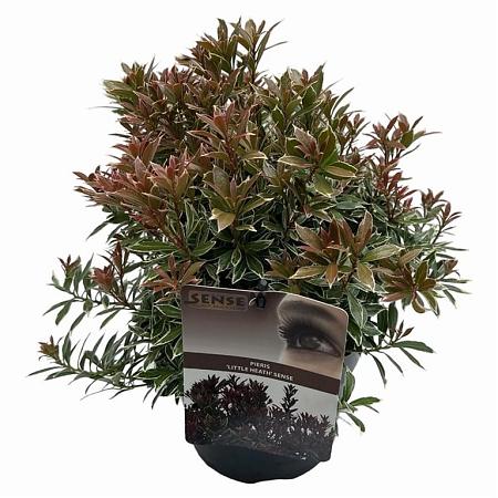 Pieris jap. 'Little Heath' Pot 2 Liter 20 - 30 cm