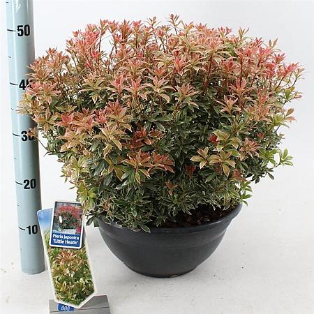 Pieris jap. 'Little Heath' Pot 7,5 Liter 30 - 40 cm