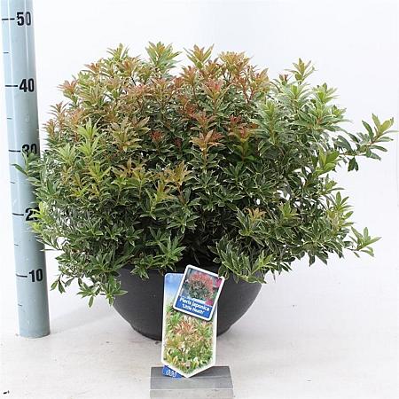 Pieris jap. 'Little Heath' Pot 7,5 Liter 30 - 40 cm