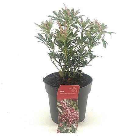 Pieris jap. Polar Passion Pot 2 Liter 20 - 30 cm