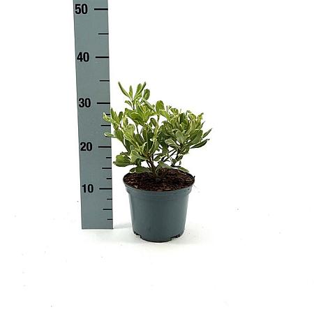 Pittosporum tob. 'Variegatum' Pot 2 Liter 20 - 30 cm