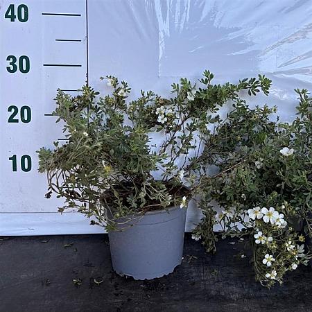 Potentilla f. 'Abbotswood' Pot 2 liter 30-35cm