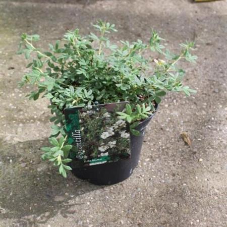 Potentilla f. Bella Bianca Pot 3 liter 25-30cm