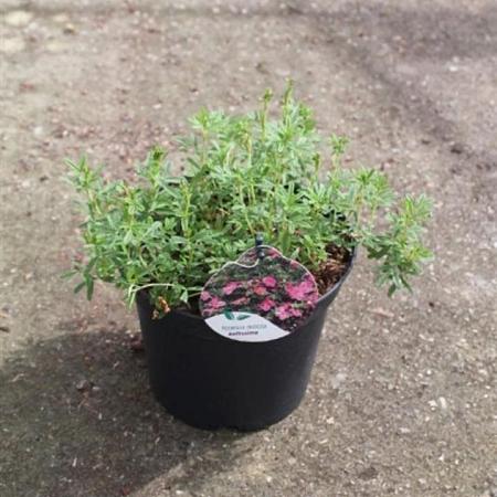 Potentilla f. Bellissima Pot 3 liter 25-30cm