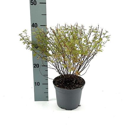 Potentilla f. 'Pretty Polly' Pot 2 Liter30 - 40 cm