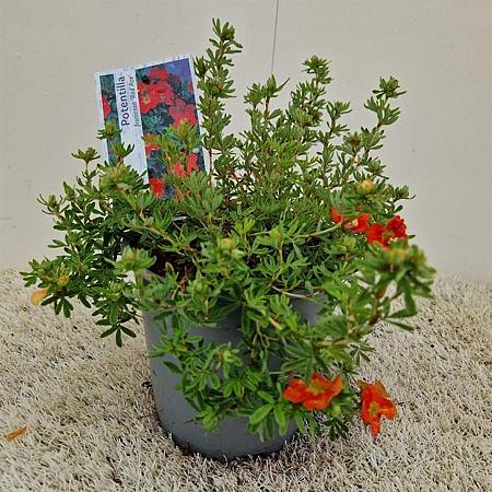 Potentilla f. 'Red Ace' Pot 2 liter 30-35cm