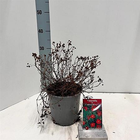 Potentilla f. 'Red Ace' Pot 2 liter 30-35cm