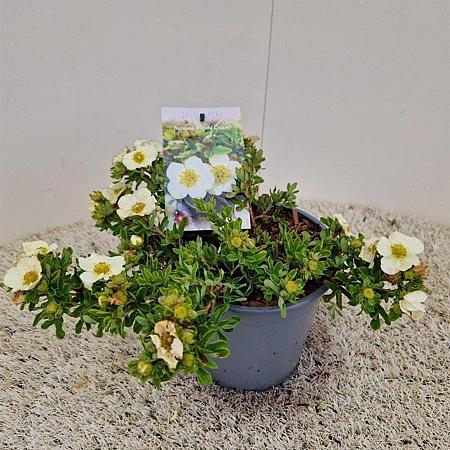 Potentilla f. 'Tilford Cream' Pot 2 liter 30-35cm