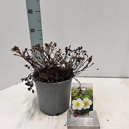 Potentilla f. 'Tilford Cream' Pot 2 liter 30-35cm