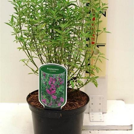 Prostanthera rotundifolia Pot 2 Liter30 - 40 cm