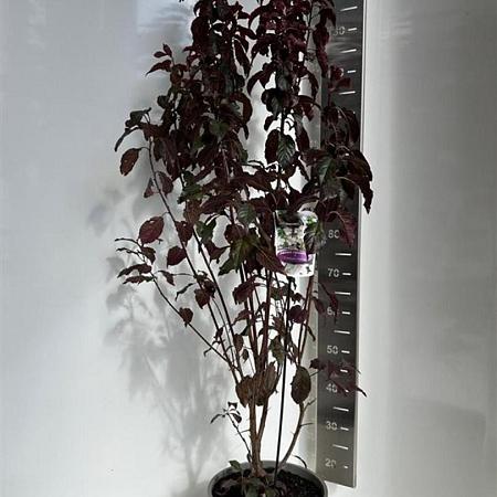 Prunus cer. Crimson Pointe Pot 10 liter 100 - 125 cm