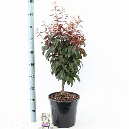 Prunus cer. Crimson Pointe Pot 10 liter 100 - 125 cm