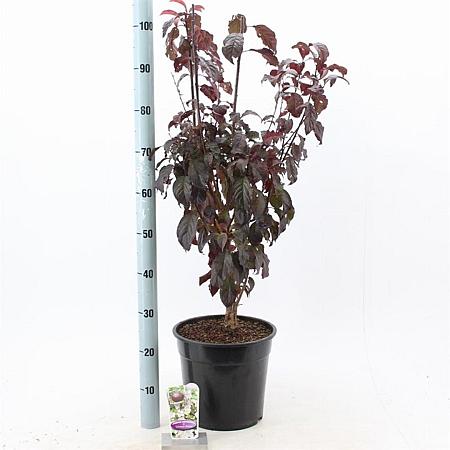 Prunus cer. Crimson Pointe Pot 10 liter 100 - 125 cm