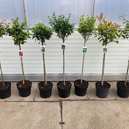 Prunus Gemengd Pot 10 liter Stam 80 cm