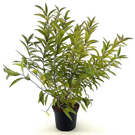 Prunus glandulosa Pot 3 Liter 30 - 40 cm