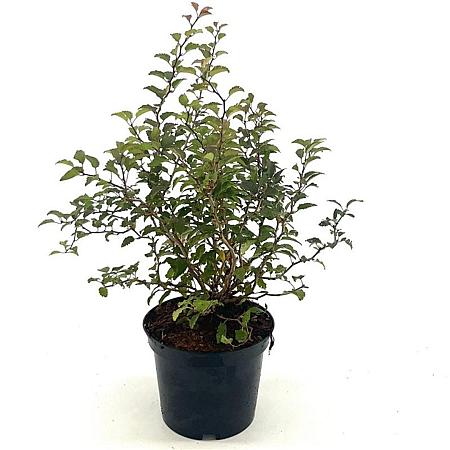 Prunus incisa 'Kojou-no-mai' Pot 3 Liter 30 - 40 cm