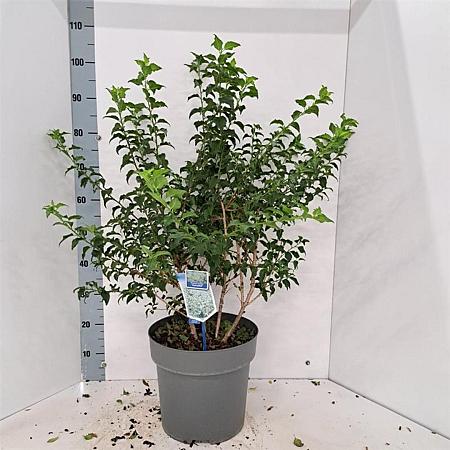 Prunus incisa 'Midori-zakura' Pot 12 liter 60 - 70 cm