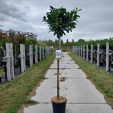 Prunus l. Etna Pot 12 liter Stam 120 cm