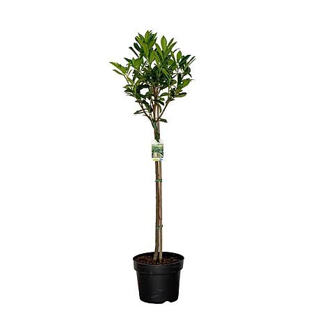 Prunus l. 'Caucasica' Pot 10 liter Stam 80 cm