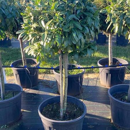 Prunus l. 'Caucasica' Pot 70 Liter Stam 80 cm